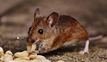 24 Hour & Emergency Exterminators in Pooletown, NC